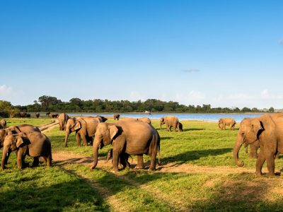 nws-sri-lanka-elephant-gathering-minneriya